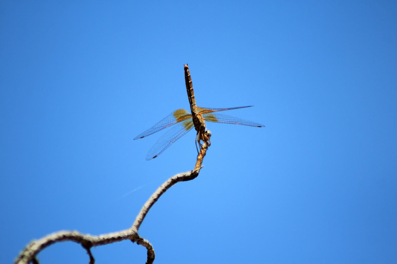 De la serie Hadas en el cielo azul