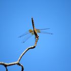 De la serie Hadas en el cielo azul