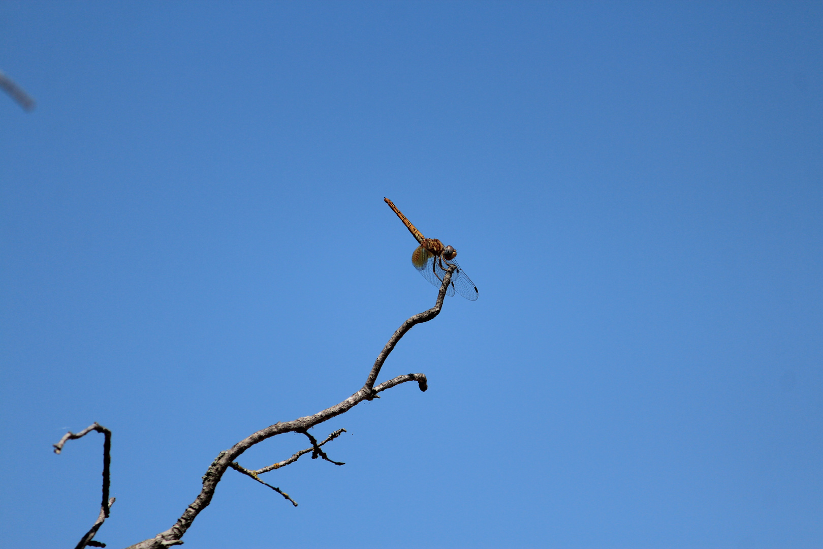 De la serie Hadas en el cielo azul 2