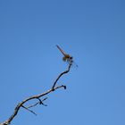 De la serie Hadas en el cielo azul 2