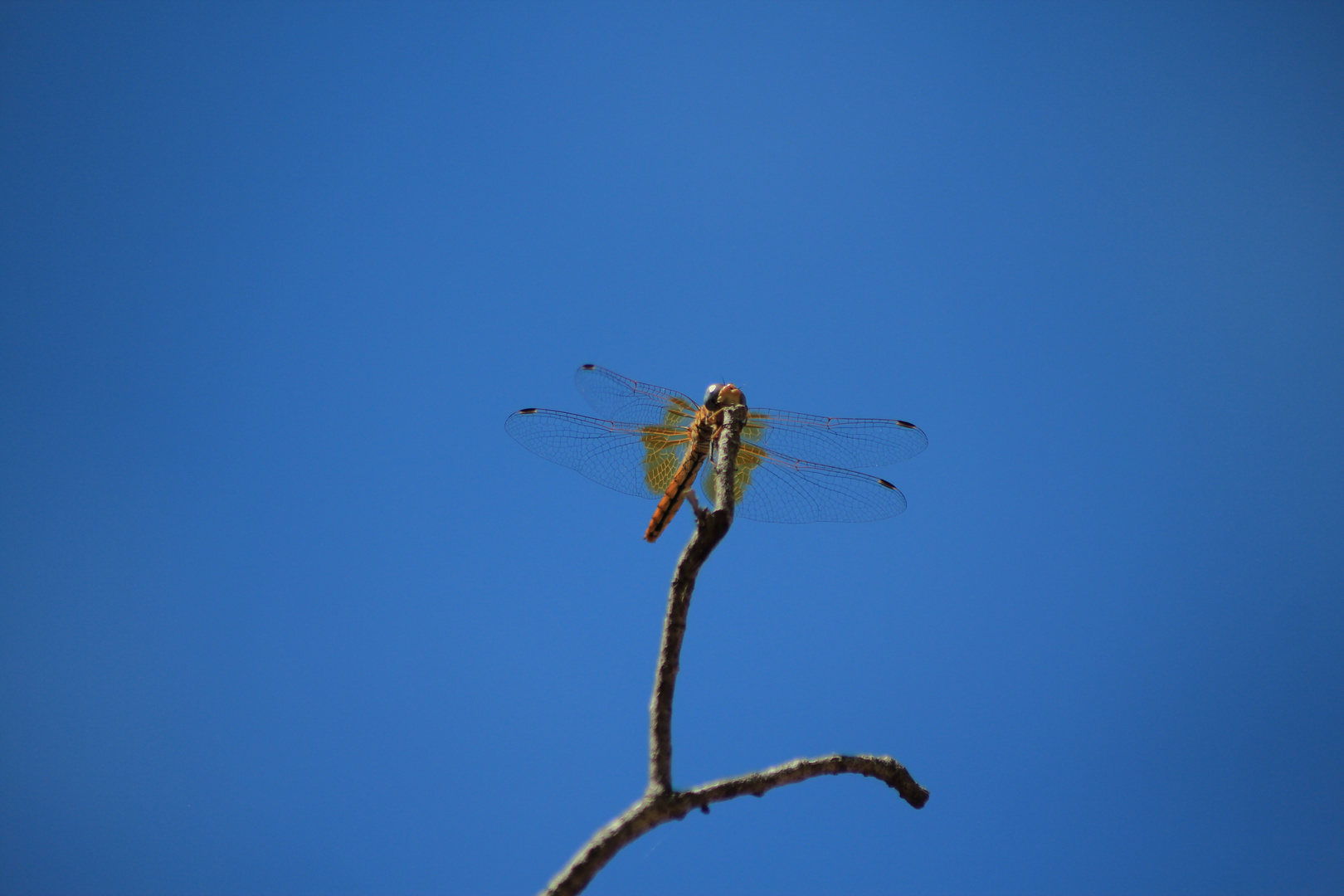 De la serie Hadas en el cielo azul 3