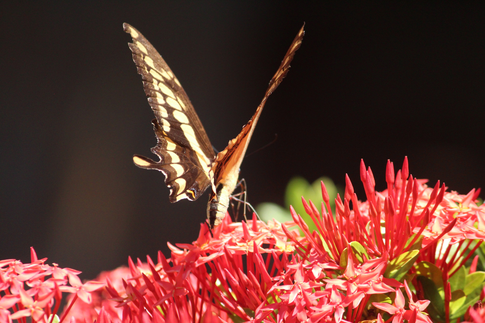 De la serie mariposas 2