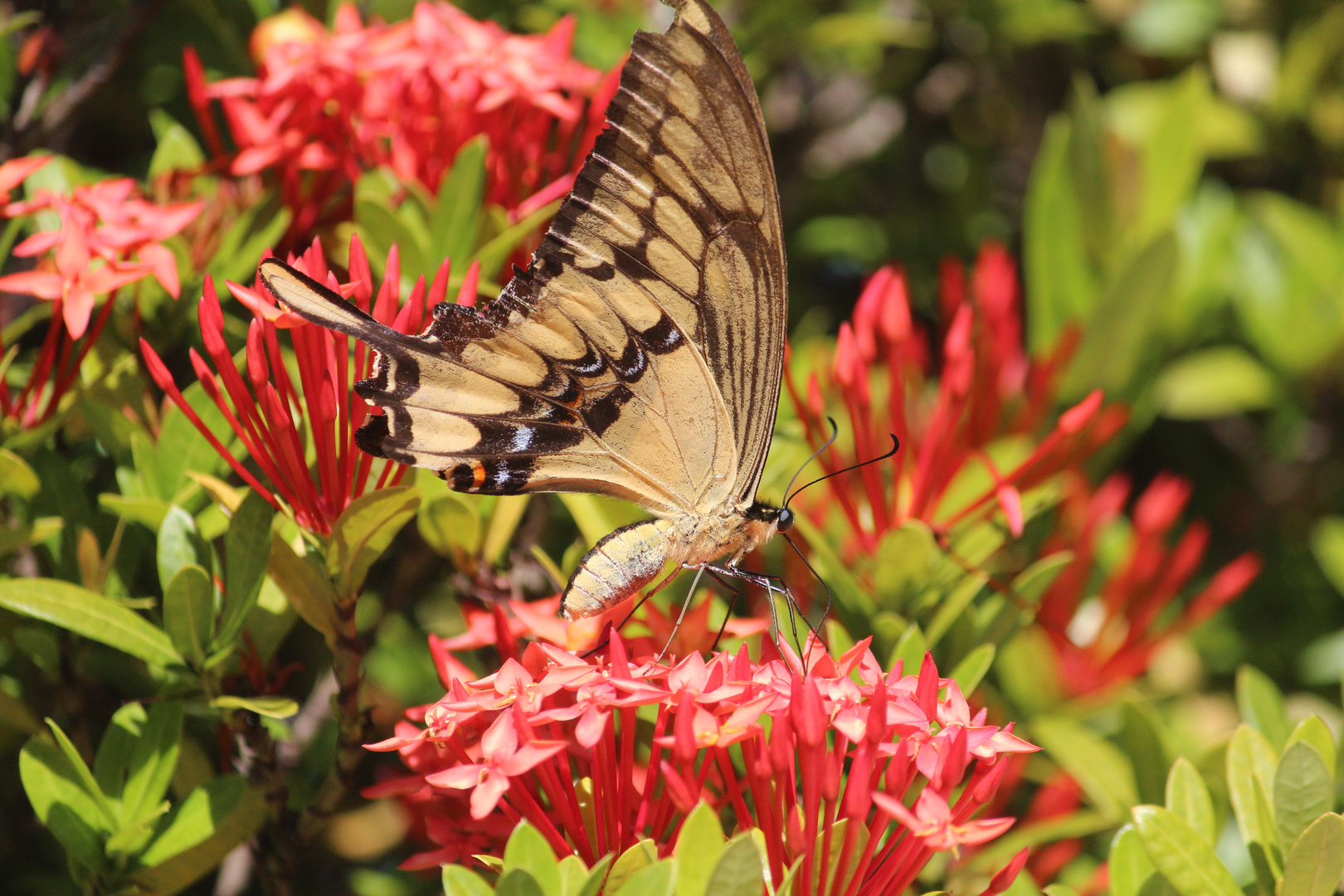 De la serie mariposas 3