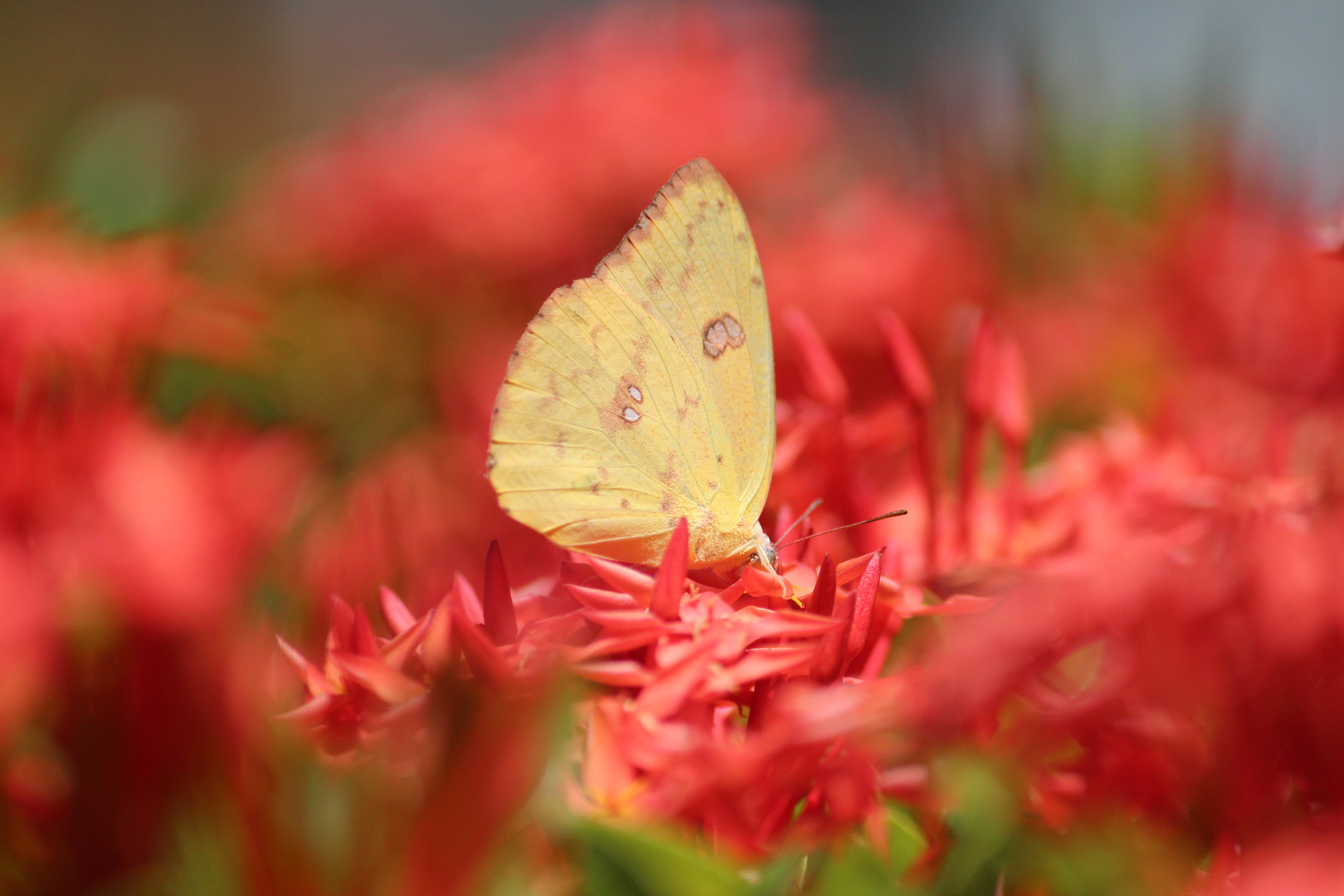 De la serie mariposas 4