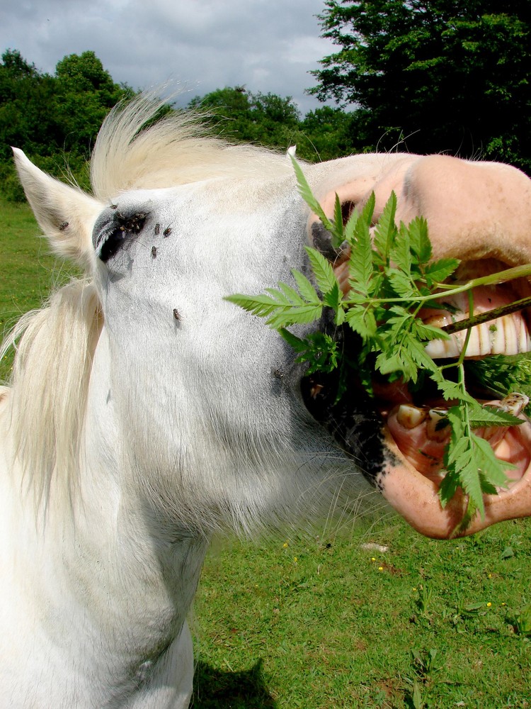 De la verdure dans mes dents !!! Ou ça?