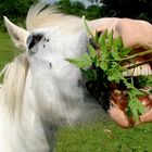 De la verdure dans mes dents !!! Ou ça?