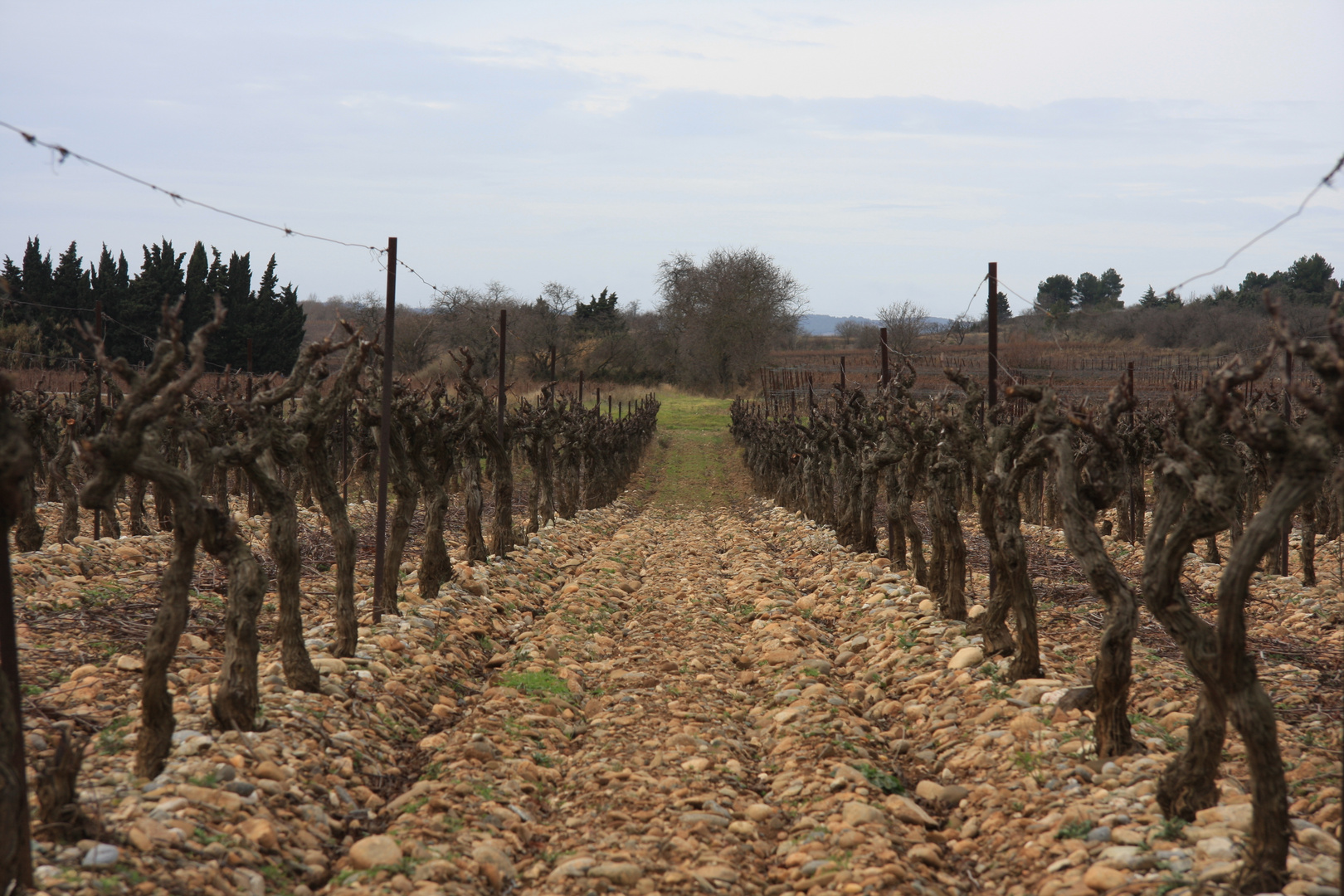 de la vigne au chai