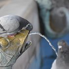 De l'eau pour les pigeons