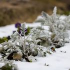 de letzte schnee im winter