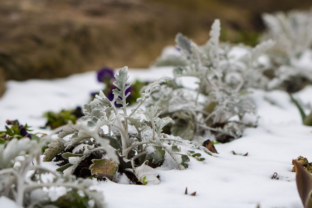 de letzte schnee im winter