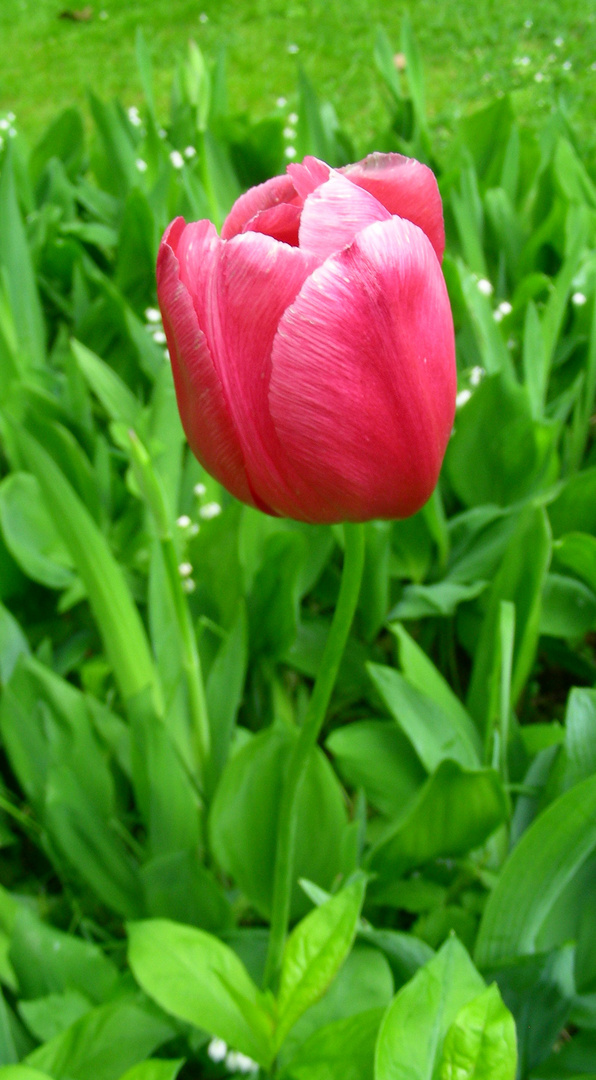 De letzte Tulpe