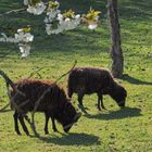 De l’herbe bien fraîche au printemps… !