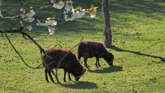 De l’herbe bien fraîche au printemps… !