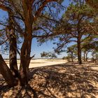 De Loonse en Drunense Duinen - 02