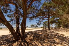 De Loonse en Drunense Duinen - 02