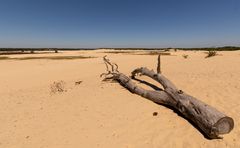 De Loonse en Drunense Duinen - 05