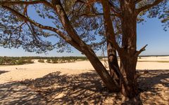 De Loonse en Drunense Duinen - 06