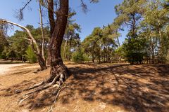 De Loonse en Drunense Duinen - 08