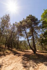 De Loonse en Drunense Duinen - 10