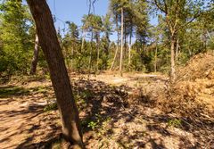 De Loonse en Drunense Duinen - 19