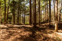 De Loonse en Drunense Duinen - 22