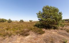 De Loonse en Drunense Duinen - 25