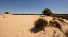 De Loonse en Drunense Duinen - 32