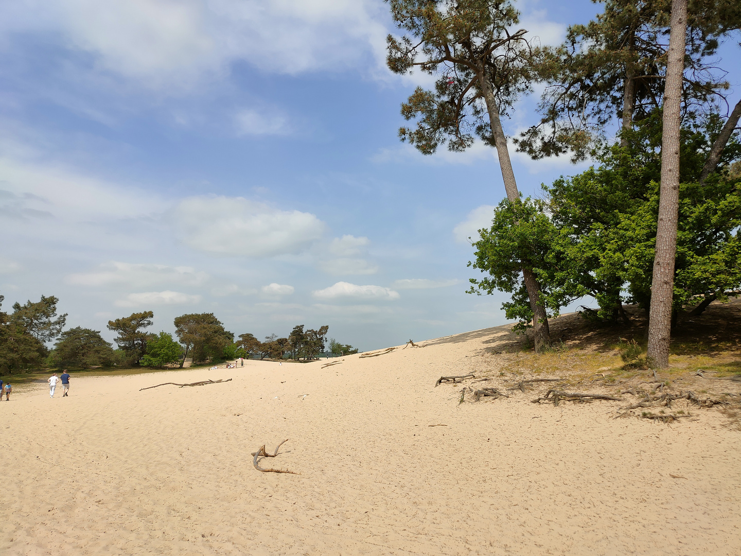 De Loonse en Drunense Duinen