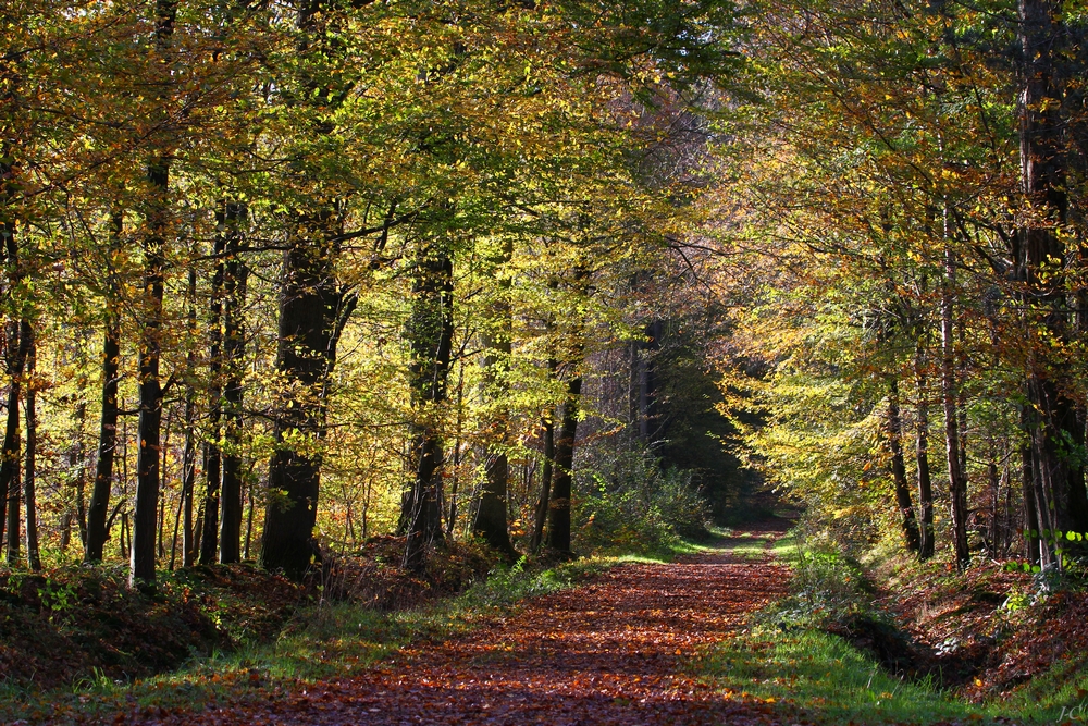 " De l'or pour la forêt "