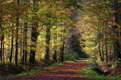 " De l'or pour la forêt "