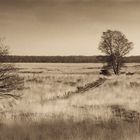 De Maasduinen