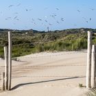 De Meeuwenduinen in Zeeland