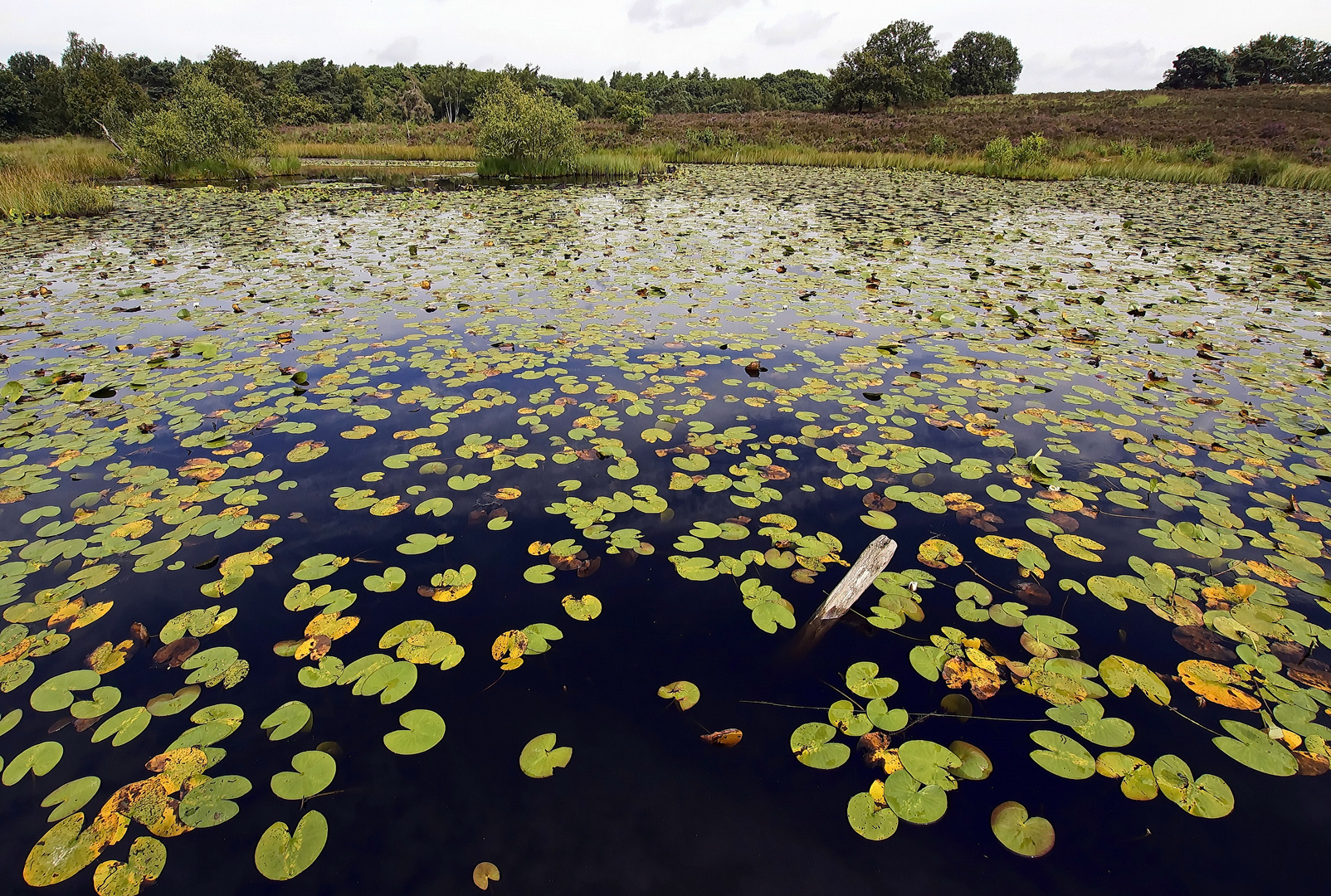 De Meinweg NP