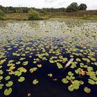 De Meinweg NP