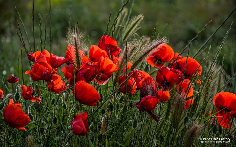 De mi serie "primaveras..."