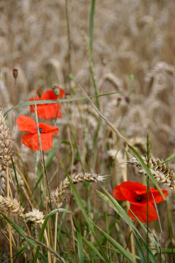 De Mohn klatscht met sien rotes Muul