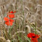 De Mohn klatscht met sien rotes Muul