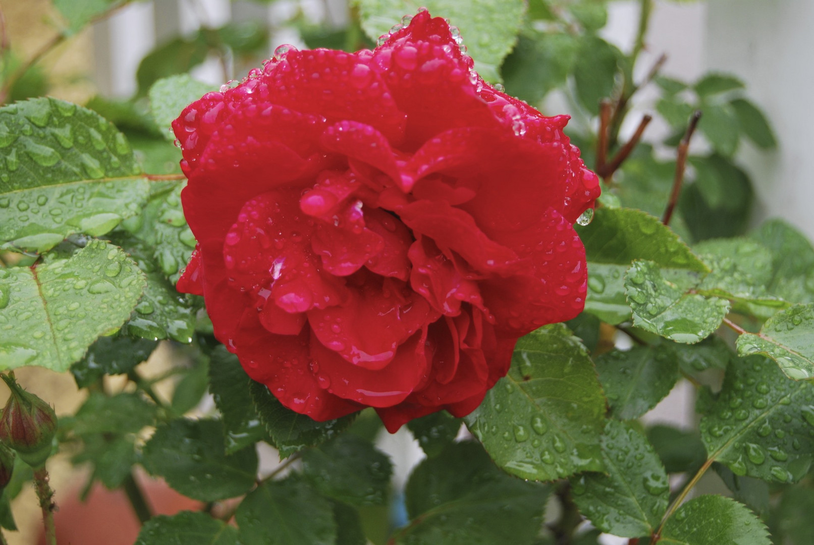 DE MON JARDIN APRES LA PLUIE !