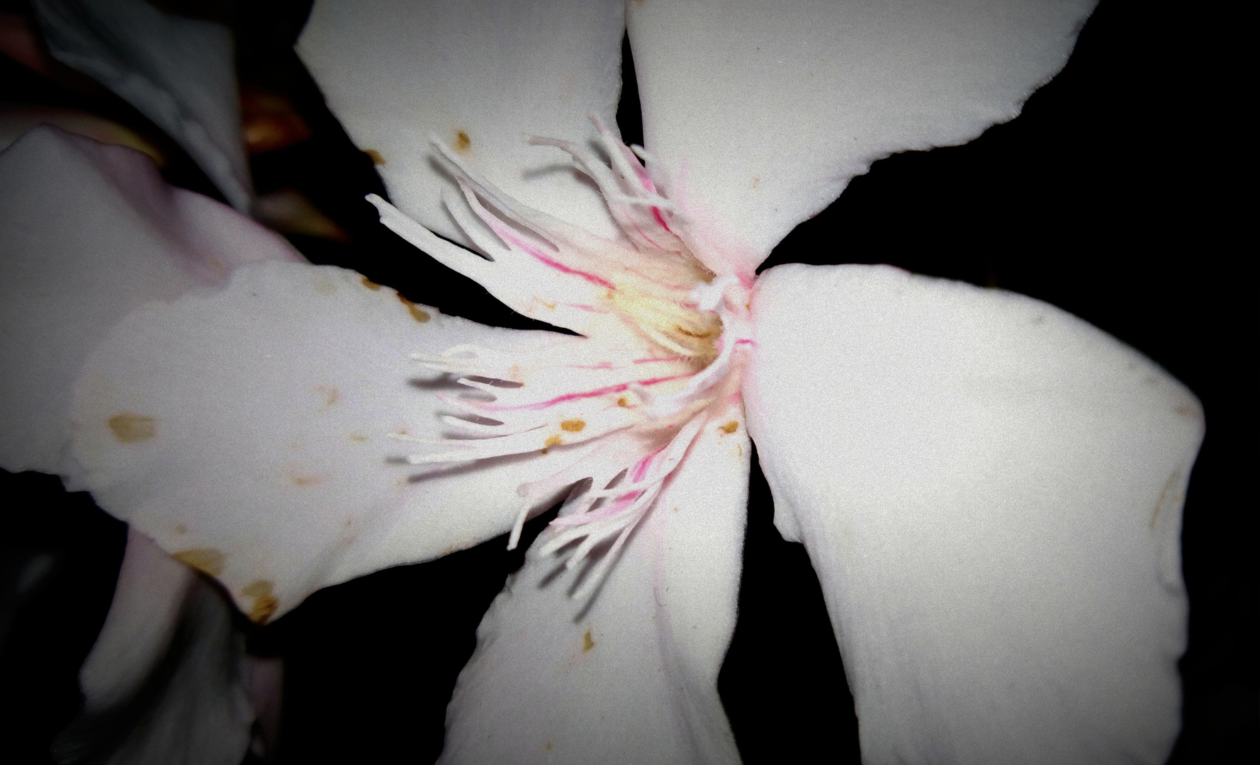 De noche una flor Imagen &amp; Foto | naturaleza, flores Fotos de fotocommunity