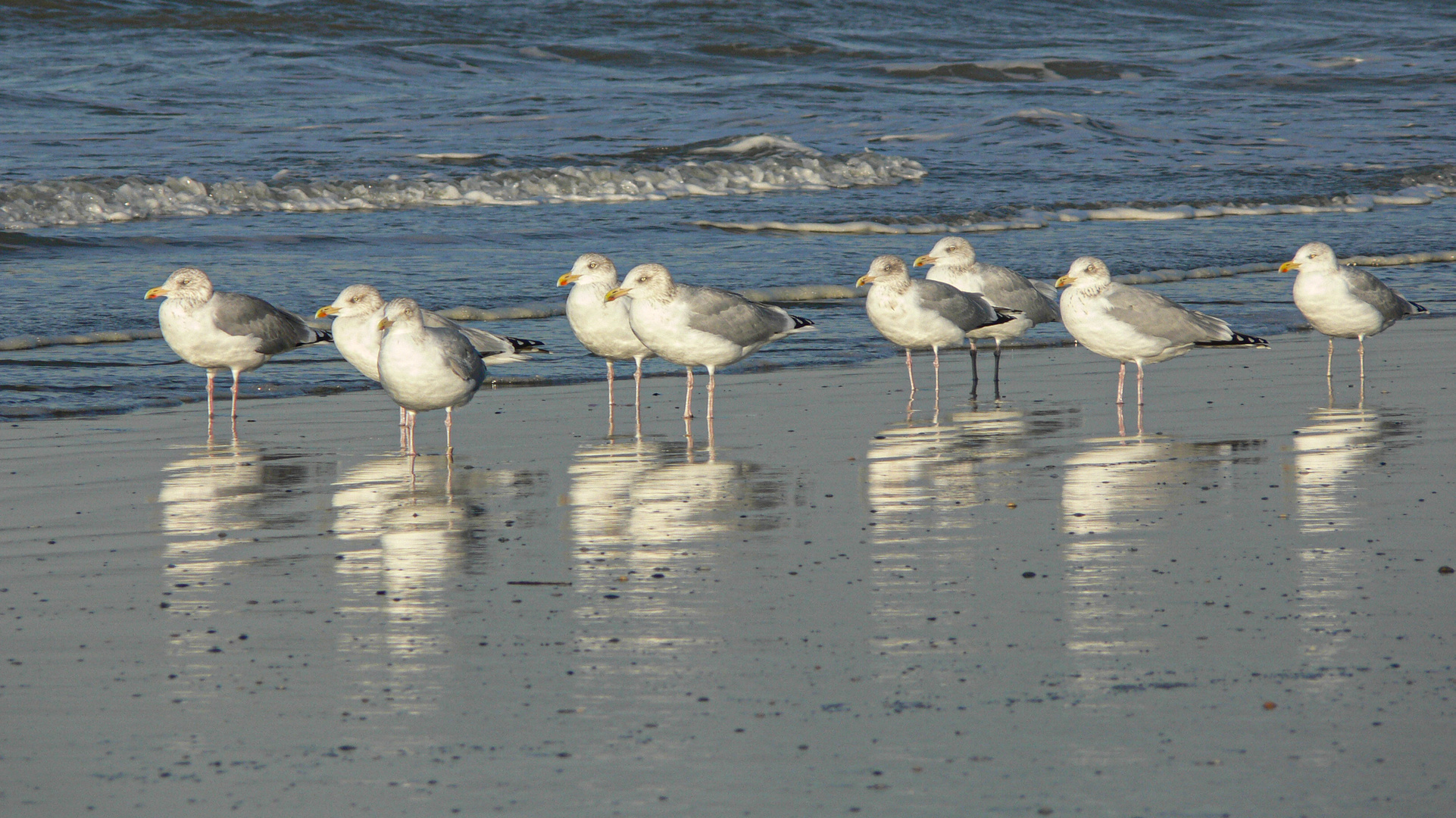 De Panne, Möwen im Wind