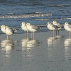 De Panne, Möwen im Wind