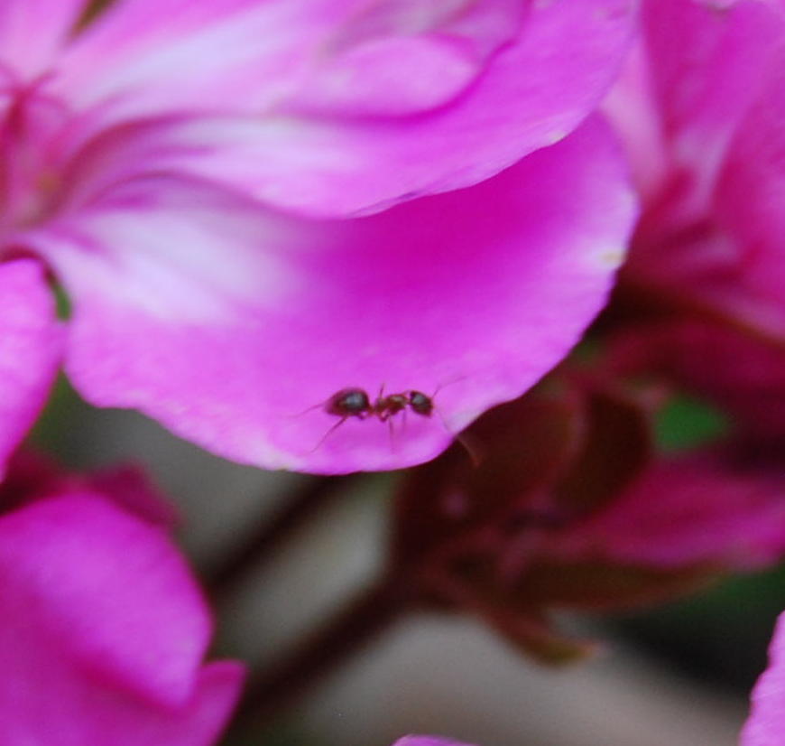 De paseo por la flor