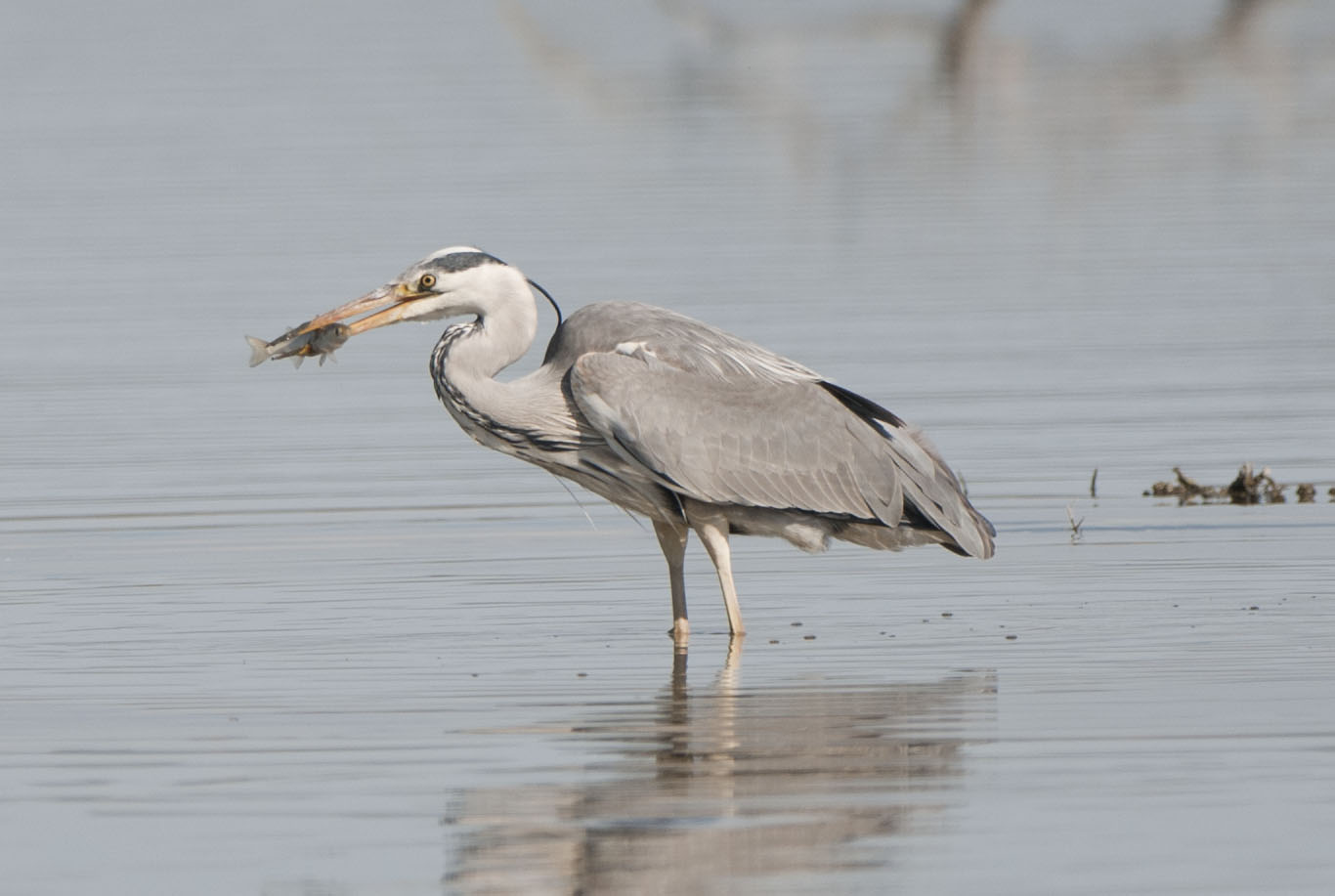 de pesca