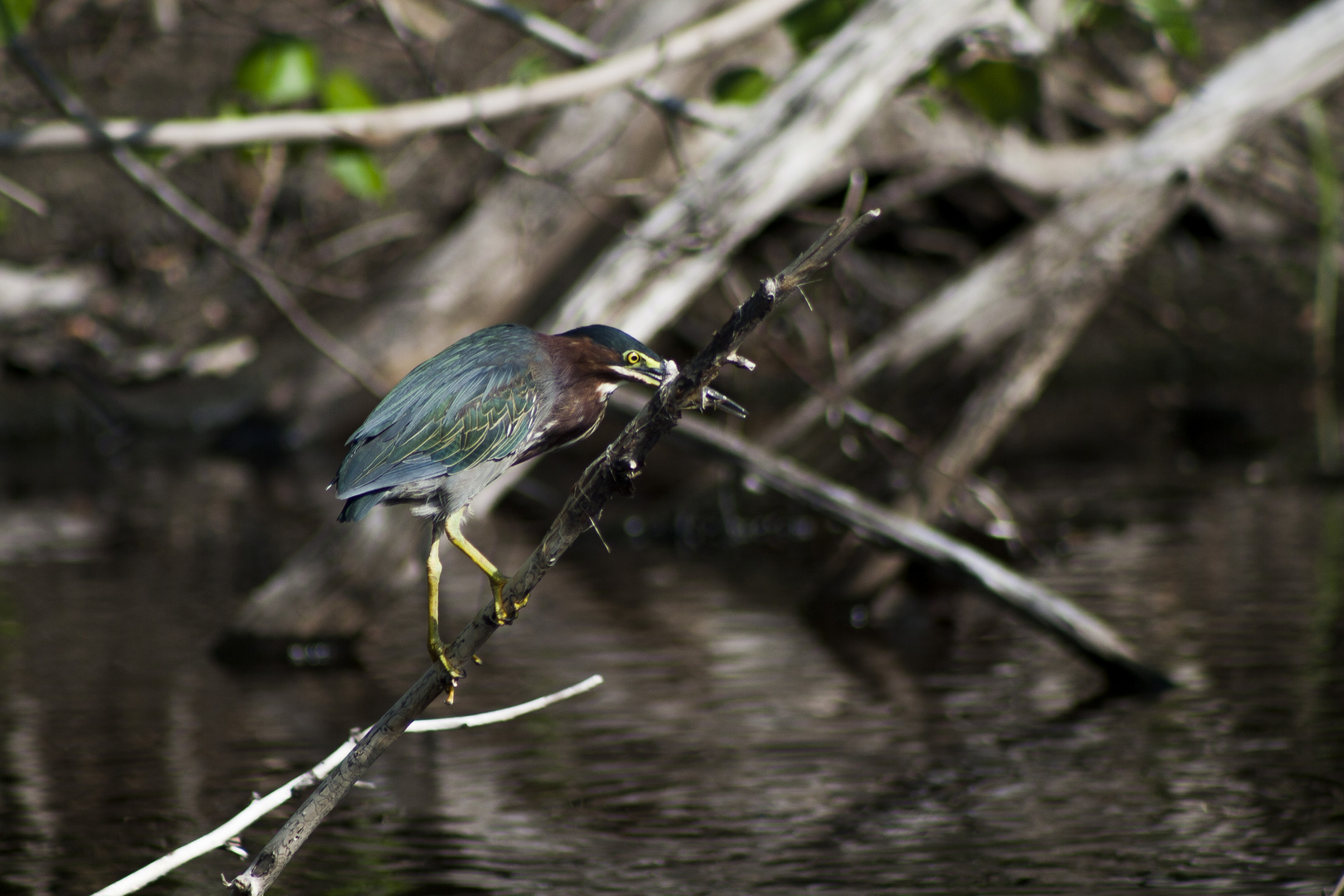 De pesca