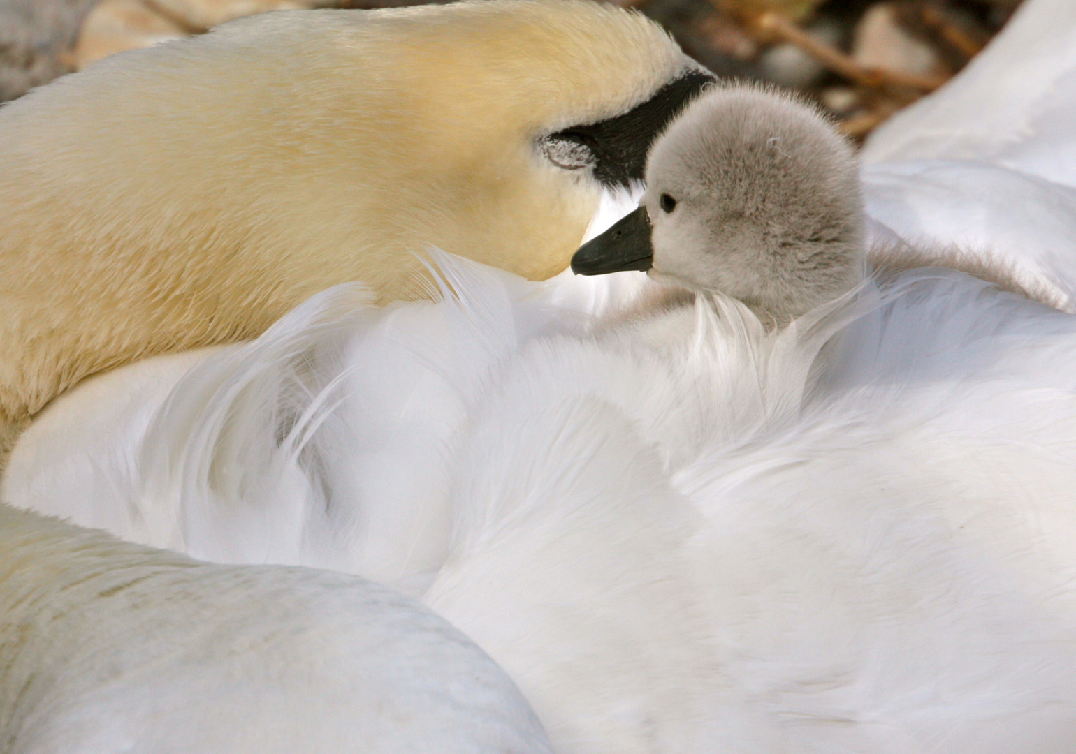 De plumes et d'amour