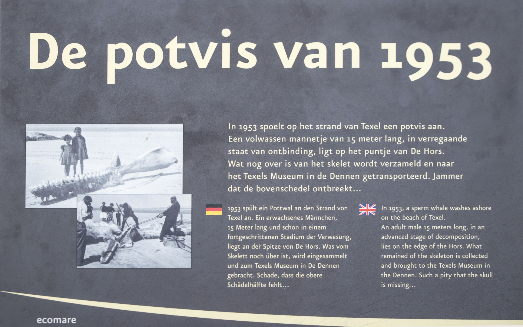 De potvis van 1953