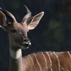 De quoi séduire les femelles ! (Tragelaphus imberbis, petit koudou)