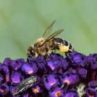 De quoi tricoter un peu cet hiver !