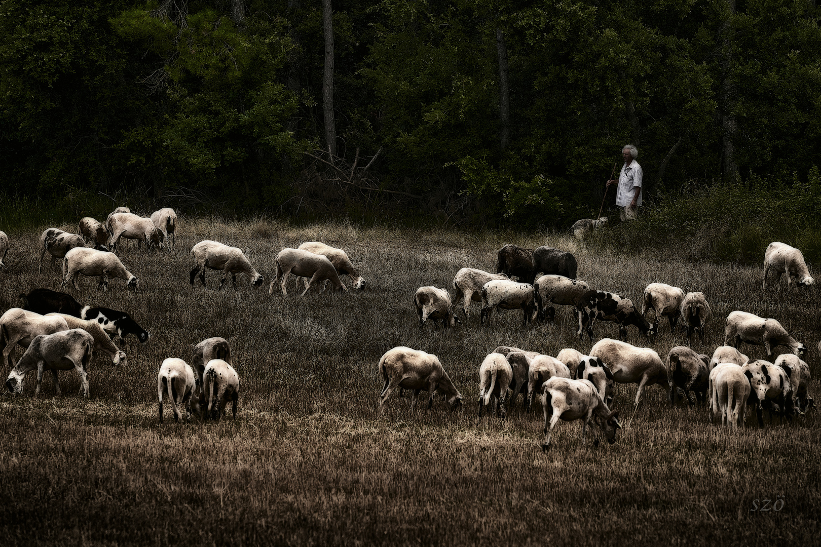 De regreso al corral