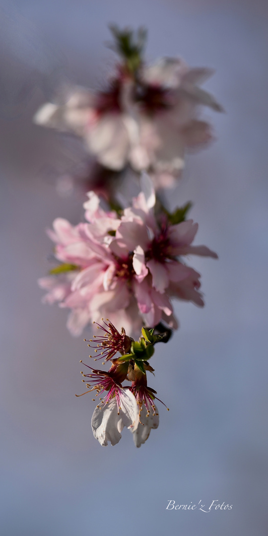 De retour avec le printemps